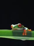 Red-Eyed Tree Frog-Chase Swift-Framed Photographic Print
