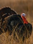 Turkey Showing Mating Display-Chase Swift-Photographic Print