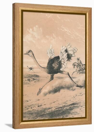 Chasing the Ostrich, c1880-null-Framed Premier Image Canvas