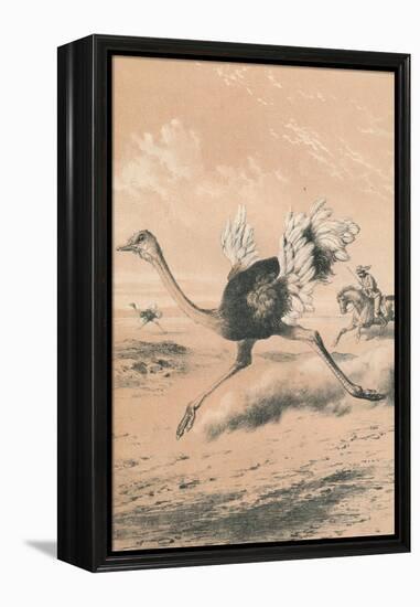 Chasing the Ostrich, c1880-null-Framed Premier Image Canvas