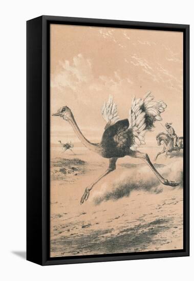 Chasing the Ostrich, c1880-null-Framed Premier Image Canvas
