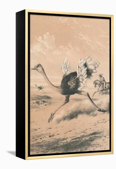 Chasing the Ostrich, c1880-null-Framed Premier Image Canvas