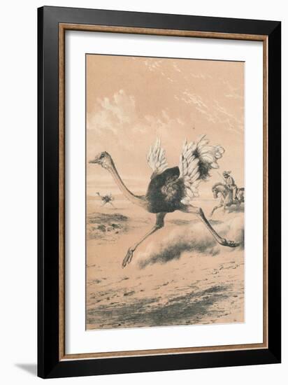 Chasing the Ostrich, c1880-null-Framed Giclee Print