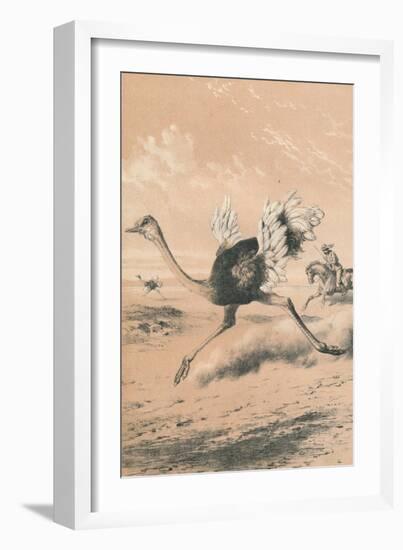 Chasing the Ostrich, c1880-null-Framed Giclee Print