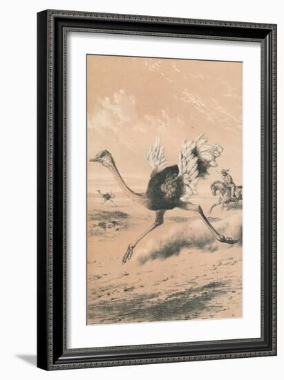 Chasing the Ostrich, c1880-null-Framed Giclee Print