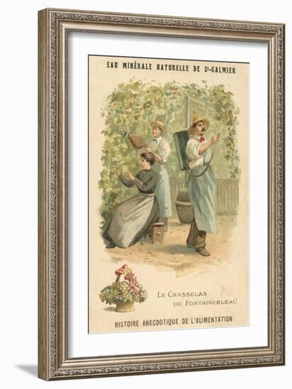 Chasselas De Fontainebleau Grapes-null-Framed Giclee Print