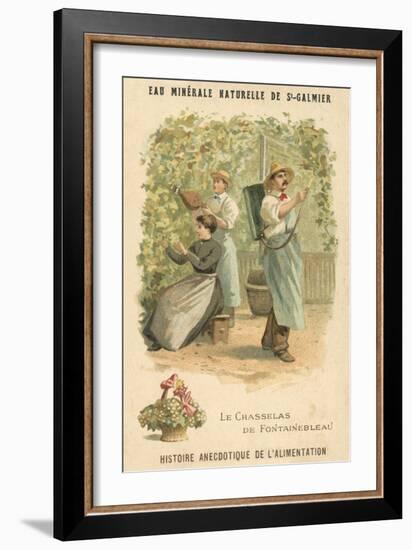 Chasselas De Fontainebleau Grapes-null-Framed Giclee Print