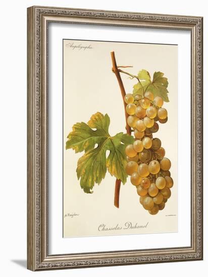 Chasselas Duhamel Grape-A. Kreyder-Framed Giclee Print