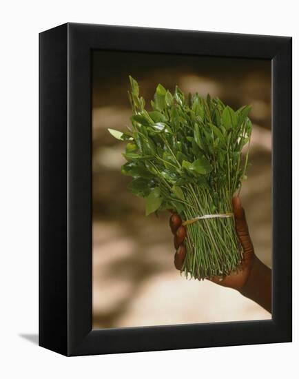 Chat (Catha Edulis)-Tony Camacho-Framed Premier Image Canvas