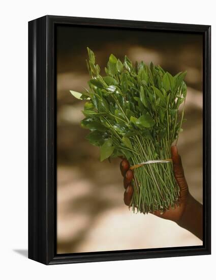 Chat (Catha Edulis)-Tony Camacho-Framed Premier Image Canvas