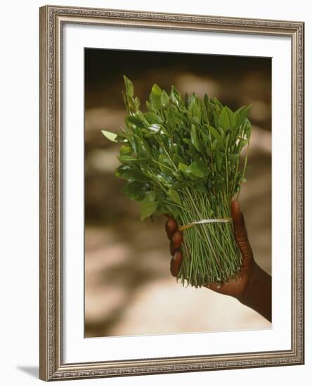 Chat (Catha Edulis)-Tony Camacho-Framed Photographic Print