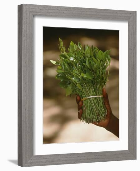 Chat (Catha Edulis)-Tony Camacho-Framed Photographic Print