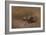 Chat Mangeant by Eugene Carriere-Eugene Carriere-Framed Giclee Print