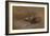 Chat Mangeant by Eugene Carriere-Eugene Carriere-Framed Giclee Print