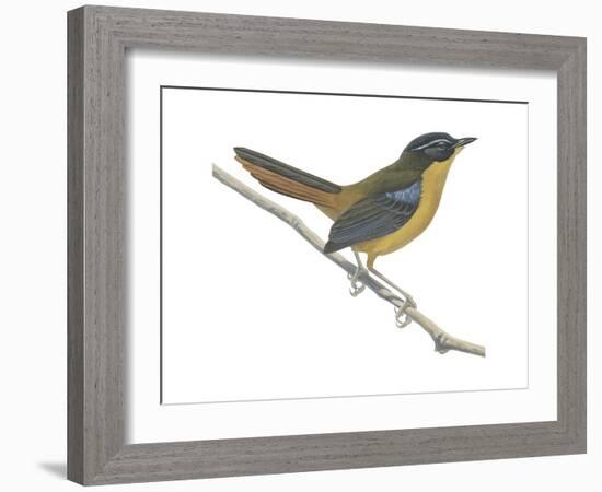 Chat-Thrush (Cossypha Cyanocampter), Birds-Encyclopaedia Britannica-Framed Art Print