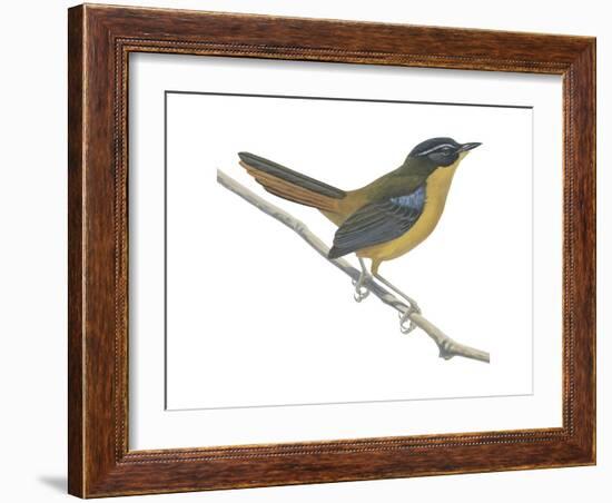 Chat-Thrush (Cossypha Cyanocampter), Birds-Encyclopaedia Britannica-Framed Art Print