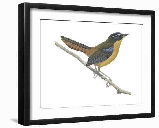 Chat-Thrush (Cossypha Cyanocampter), Birds-Encyclopaedia Britannica-Framed Art Print
