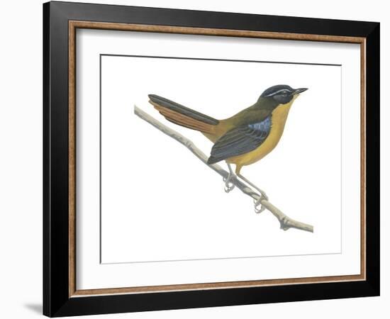 Chat-Thrush (Cossypha Cyanocampter), Birds-Encyclopaedia Britannica-Framed Art Print