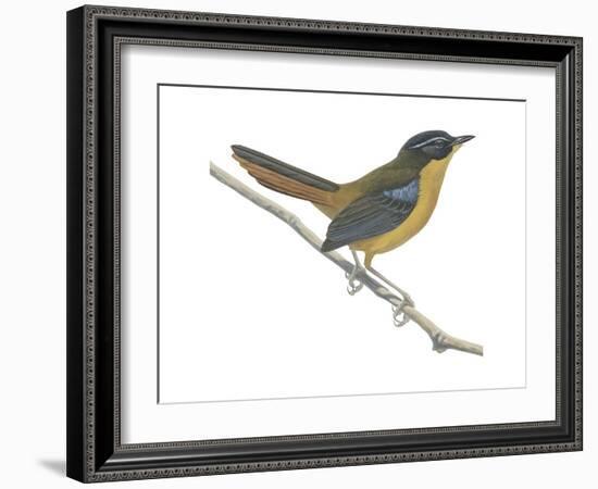 Chat-Thrush (Cossypha Cyanocampter), Birds-Encyclopaedia Britannica-Framed Art Print