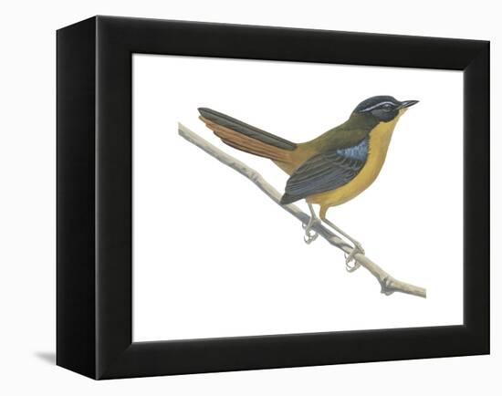 Chat-Thrush (Cossypha Cyanocampter), Birds-Encyclopaedia Britannica-Framed Stretched Canvas