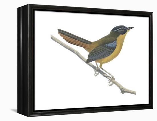 Chat-Thrush (Cossypha Cyanocampter), Birds-Encyclopaedia Britannica-Framed Stretched Canvas