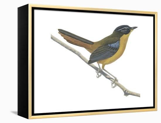 Chat-Thrush (Cossypha Cyanocampter), Birds-Encyclopaedia Britannica-Framed Stretched Canvas