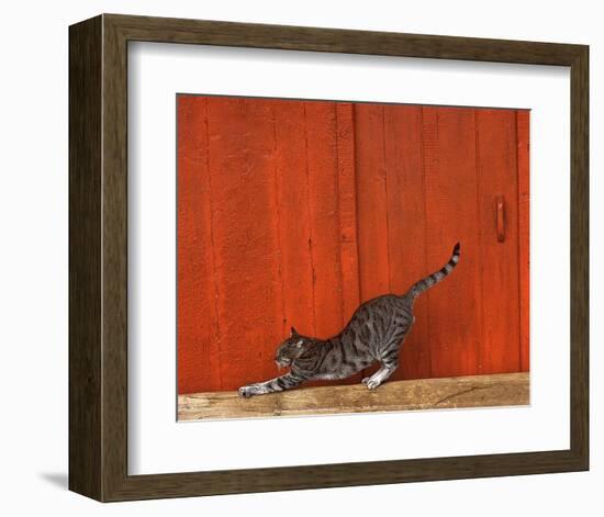 Chat-Hans Silvester-Framed Art Print