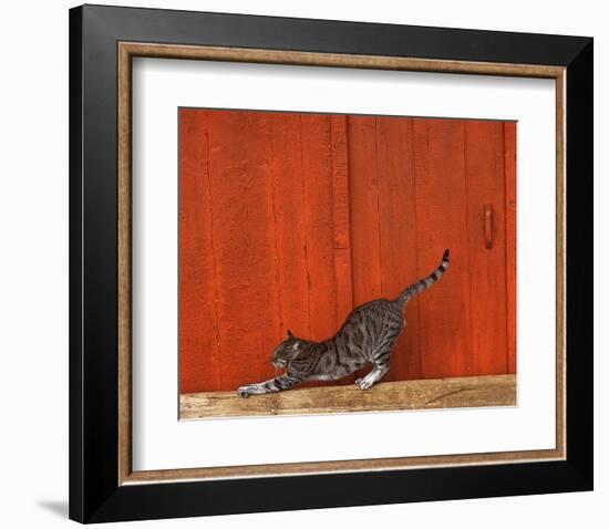 Chat-Hans Silvester-Framed Art Print