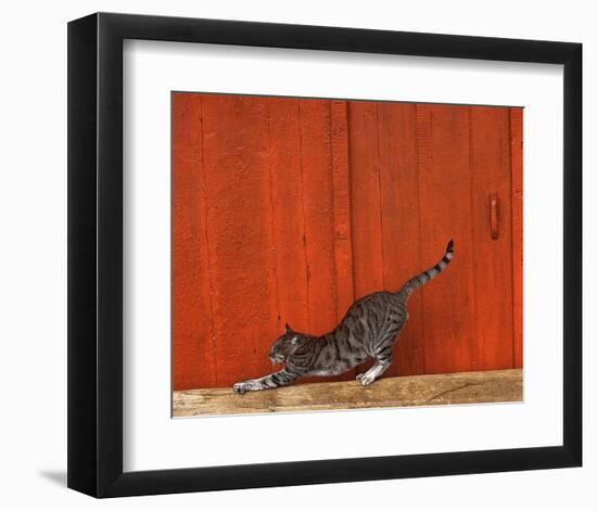 Chat-Hans Silvester-Framed Art Print