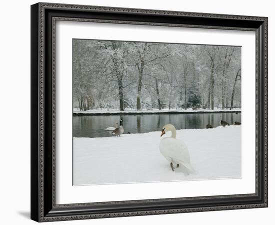 Chateau de Vizille Park, Swan Lake, Vizille, Isere, French Alps, France-Walter Bibikow-Framed Photographic Print