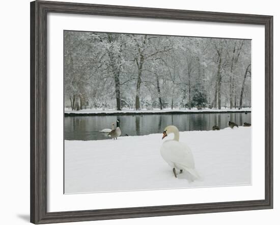 Chateau de Vizille Park, Swan Lake, Vizille, Isere, French Alps, France-Walter Bibikow-Framed Photographic Print