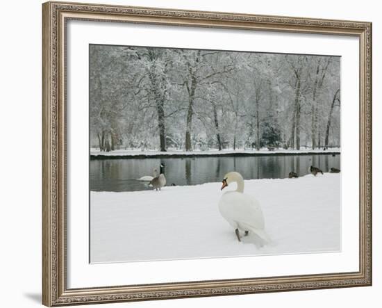 Chateau de Vizille Park, Swan Lake, Vizille, Isere, French Alps, France-Walter Bibikow-Framed Photographic Print