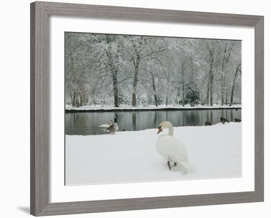 Chateau de Vizille Park, Swan Lake, Vizille, Isere, French Alps, France-Walter Bibikow-Framed Photographic Print