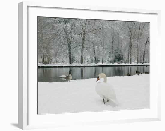 Chateau de Vizille Park, Swan Lake, Vizille, Isere, French Alps, France-Walter Bibikow-Framed Photographic Print