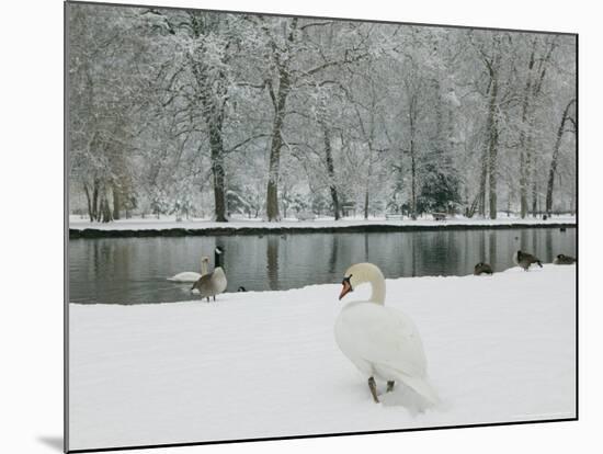 Chateau de Vizille Park, Swan Lake, Vizille, Isere, French Alps, France-Walter Bibikow-Mounted Photographic Print