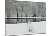 Chateau de Vizille Park, Swan Lake, Vizille, Isere, French Alps, France-Walter Bibikow-Mounted Photographic Print