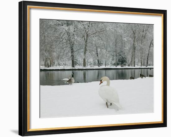 Chateau de Vizille Park, Swan Lake, Vizille, Isere, French Alps, France-Walter Bibikow-Framed Photographic Print