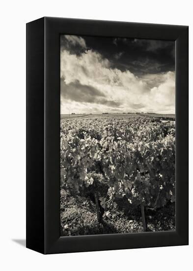 Chateau Lafite Rothschild Vineyards in Autumn, Pauillac, Haut Medoc, Gironde, Aquitaine, France-null-Framed Stretched Canvas