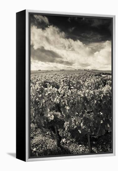 Chateau Lafite Rothschild Vineyards in Autumn, Pauillac, Haut Medoc, Gironde, Aquitaine, France-null-Framed Stretched Canvas