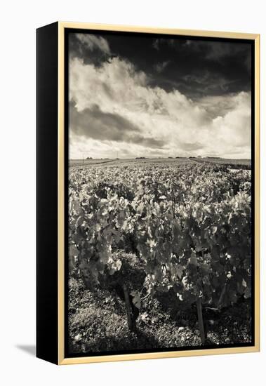 Chateau Lafite Rothschild Vineyards in Autumn, Pauillac, Haut Medoc, Gironde, Aquitaine, France-null-Framed Stretched Canvas