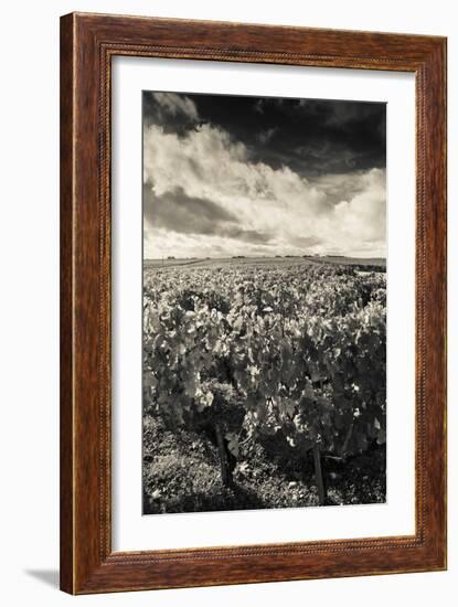 Chateau Lafite Rothschild Vineyards in Autumn, Pauillac, Haut Medoc, Gironde, Aquitaine, France-null-Framed Photographic Print