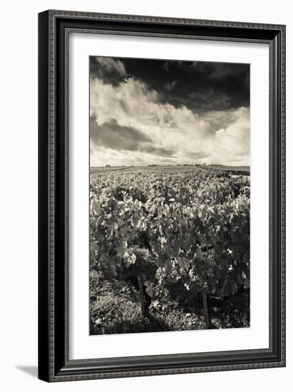 Chateau Lafite Rothschild Vineyards in Autumn, Pauillac, Haut Medoc, Gironde, Aquitaine, France-null-Framed Photographic Print