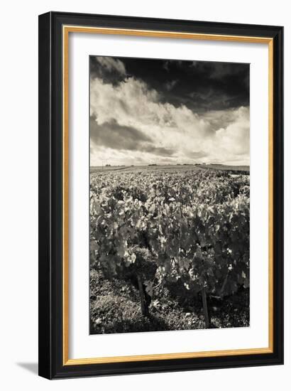 Chateau Lafite Rothschild Vineyards in Autumn, Pauillac, Haut Medoc, Gironde, Aquitaine, France-null-Framed Photographic Print