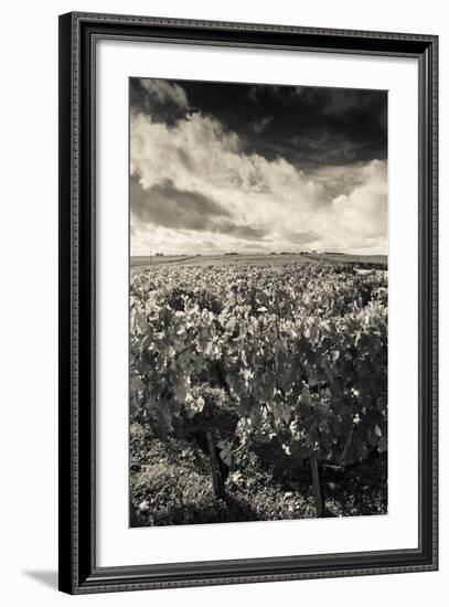 Chateau Lafite Rothschild Vineyards in Autumn, Pauillac, Haut Medoc, Gironde, Aquitaine, France-null-Framed Photographic Print