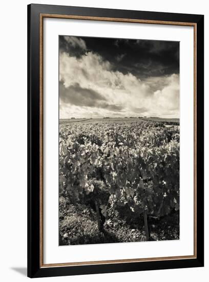 Chateau Lafite Rothschild Vineyards in Autumn, Pauillac, Haut Medoc, Gironde, Aquitaine, France-null-Framed Photographic Print