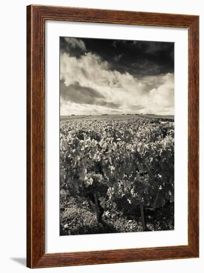 Chateau Lafite Rothschild Vineyards in Autumn, Pauillac, Haut Medoc, Gironde, Aquitaine, France-null-Framed Photographic Print