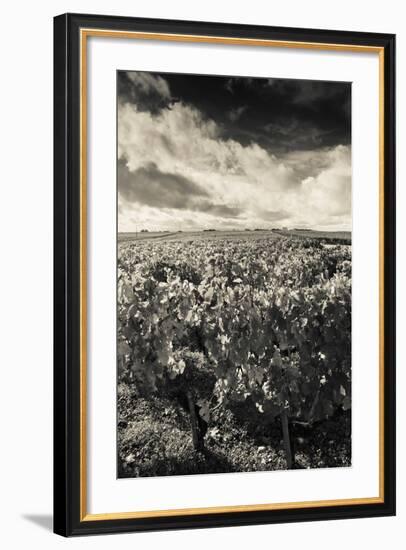 Chateau Lafite Rothschild Vineyards in Autumn, Pauillac, Haut Medoc, Gironde, Aquitaine, France-null-Framed Photographic Print