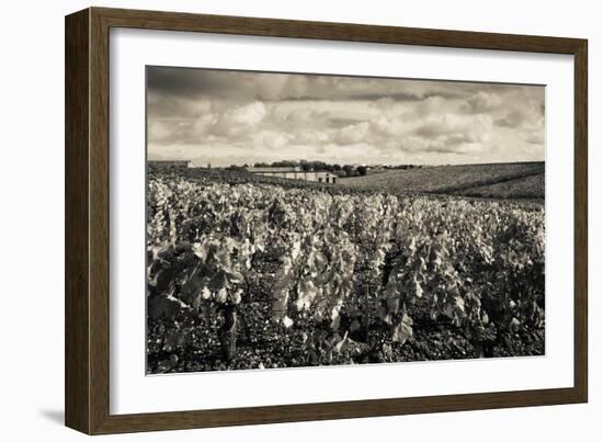 Chateau Lafite Rothschild Vineyards in Autumn, Pauillac, Haut Medoc, Gironde, Aquitaine, France-null-Framed Photographic Print