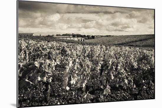 Chateau Lafite Rothschild Vineyards in Autumn, Pauillac, Haut Medoc, Gironde, Aquitaine, France-null-Mounted Photographic Print