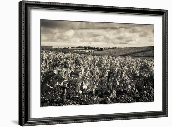 Chateau Lafite Rothschild Vineyards in Autumn, Pauillac, Haut Medoc, Gironde, Aquitaine, France-null-Framed Photographic Print